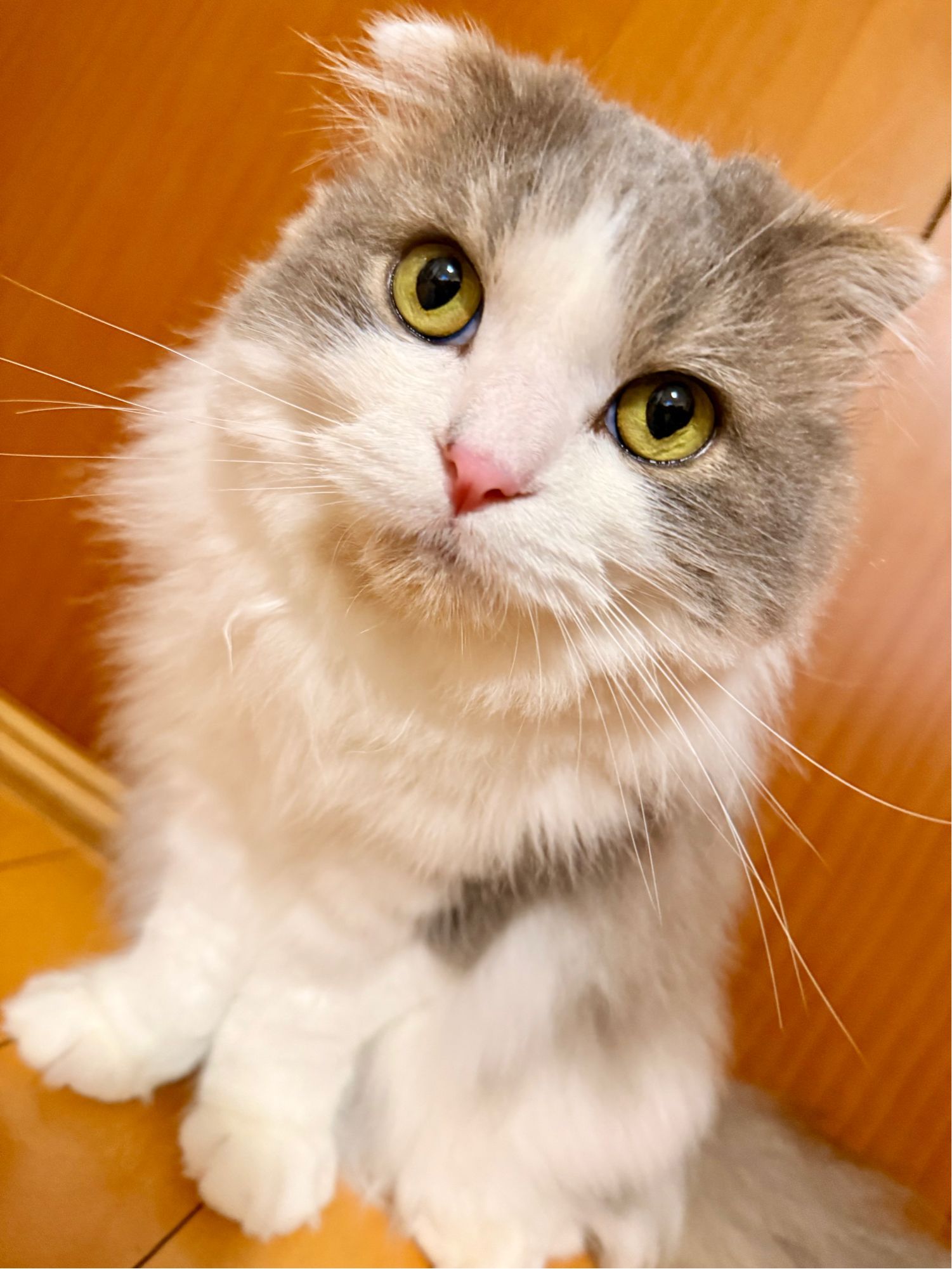 現場猫うたにゃん on X: 