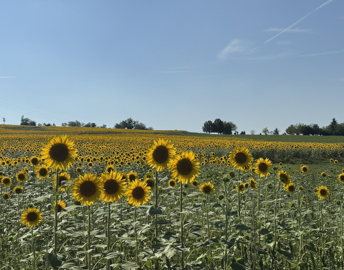Dice che i girasoli sono fermi.