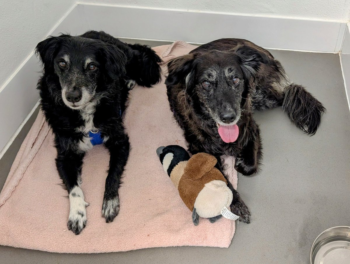 adventurous_moomin tweet media