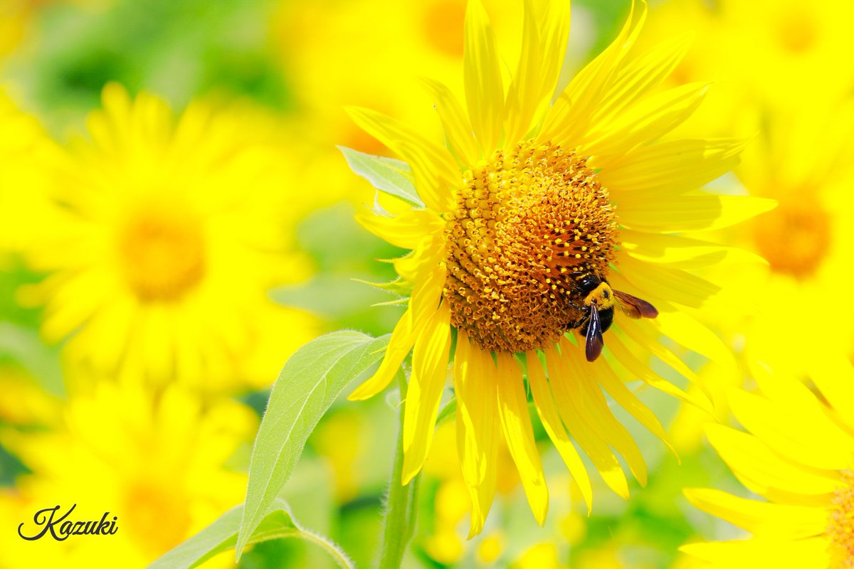 おはようございます

日中にわか雨がありそうな天気で
余計蒸し暑そう…

体調に気をつけて
良い1日を〜😄

7/13福井県大野市