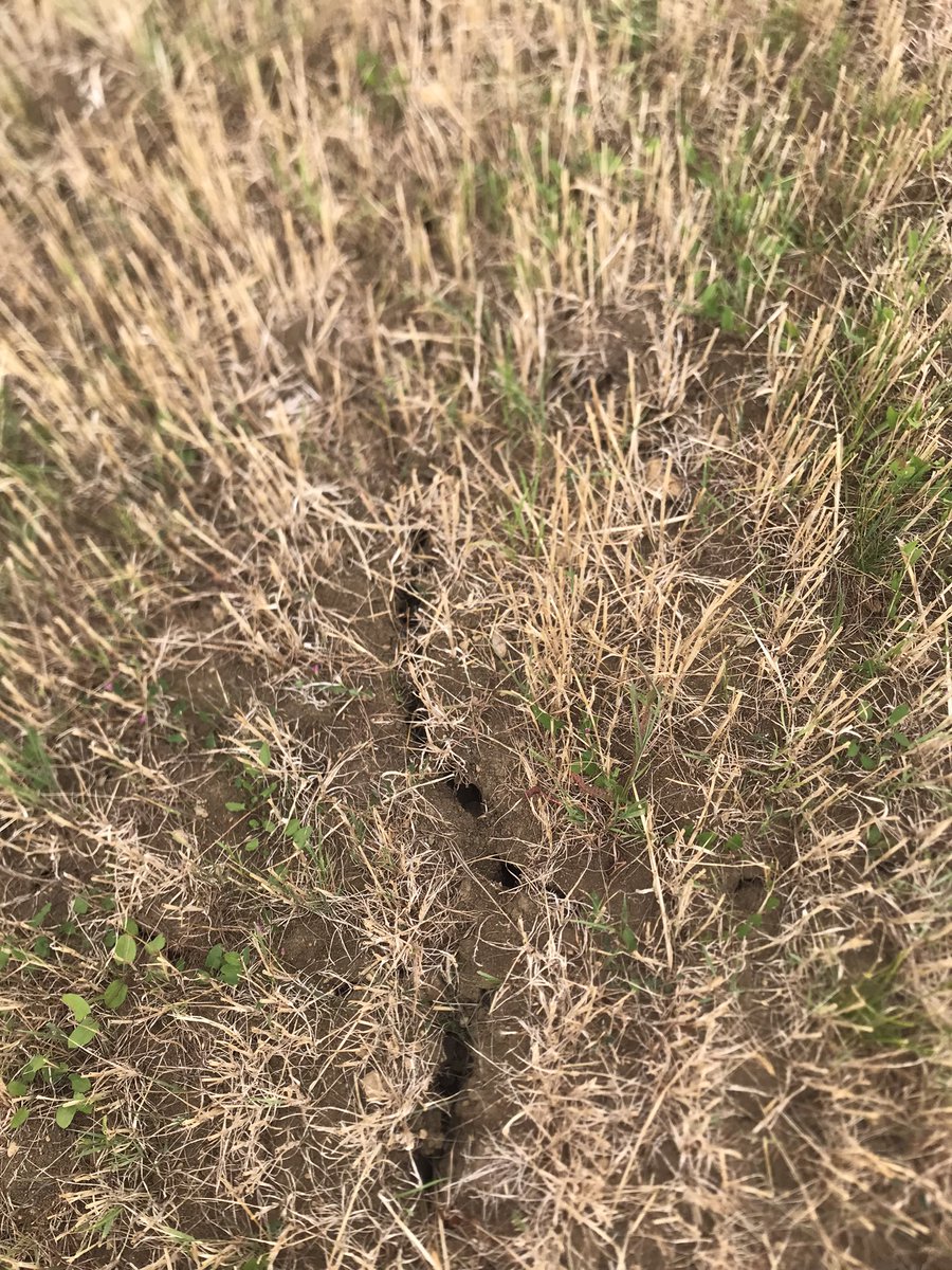 Never remember it being this dry on the Cotswolds, clovers and some herbs clinging on to life.