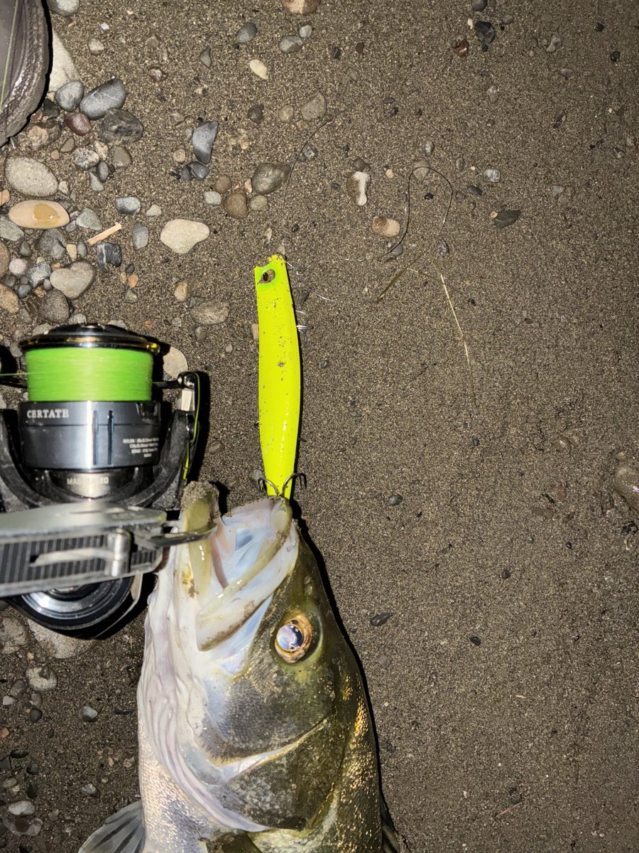 朝マズメ、水位高めで、いつもではありえないポイントでバイトしてきた