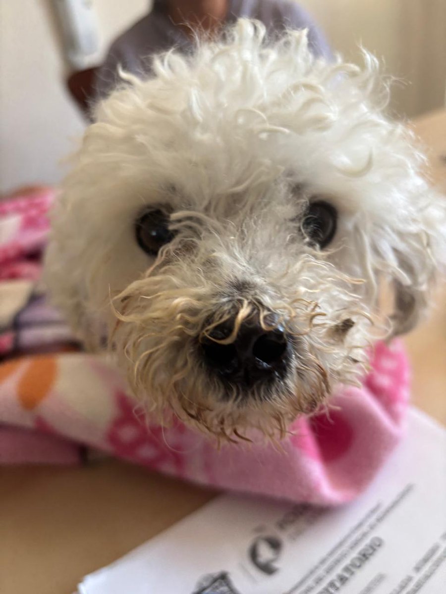 Oigan amigos, que estará pasando? Hoy tenemos dos rescatados más y hace semanas que no tenemos una adopción 😐😔 
En un ratito les cuento de esta nena 😔
#AdoptaNoCompres