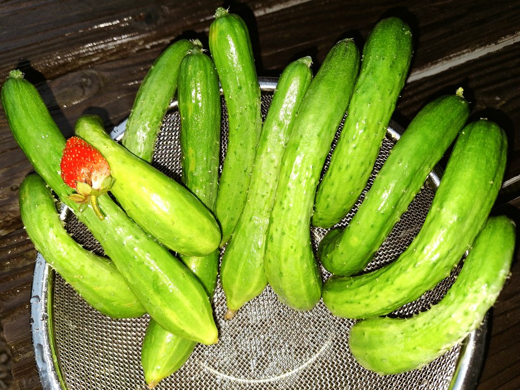 おはようおかひじき☘️
今朝の収穫🥒🍓
今日は土砂降りなので チャチャッとキュウリだけ収穫🥒 12本
明日も雨かな〜

現在キュウリ 158本目🥒