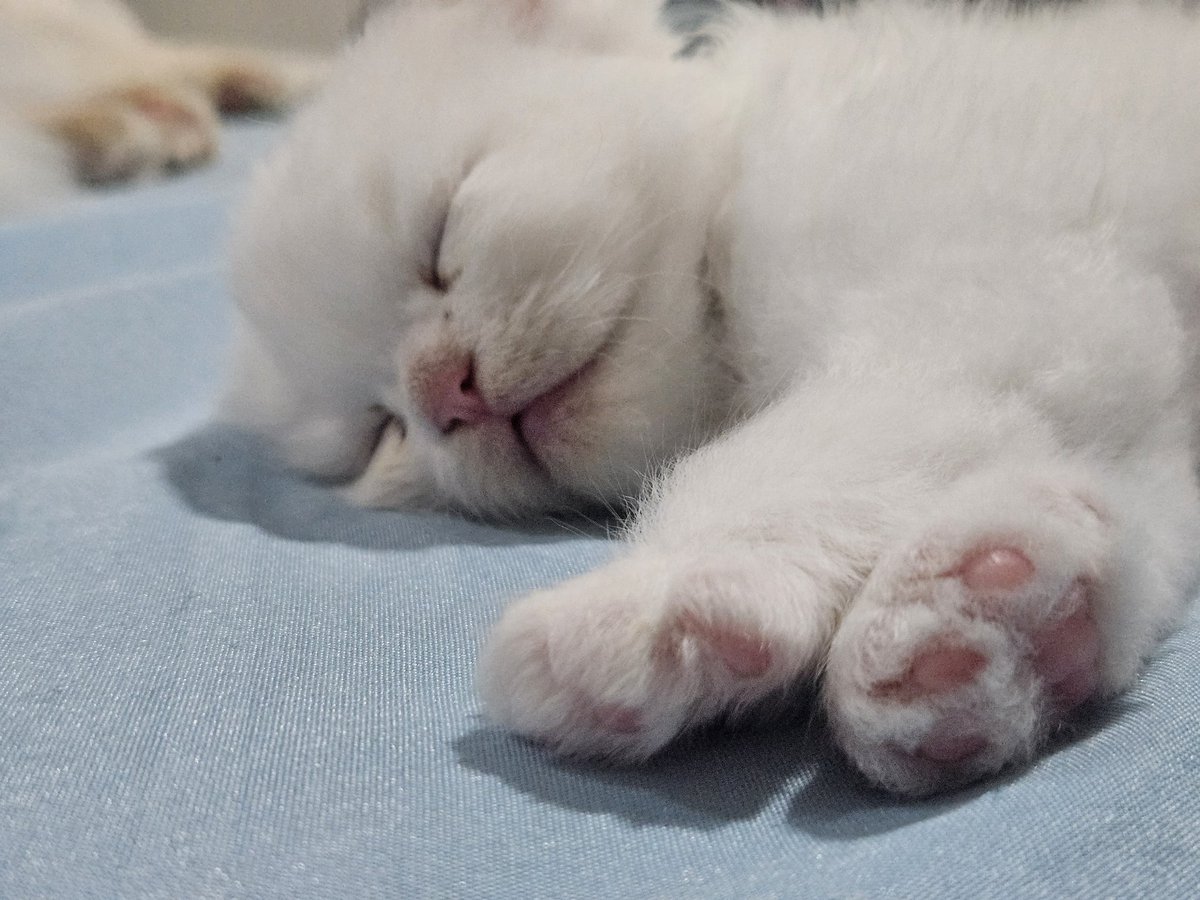 HarisunStudios's tweet image. While lot of drama out there, i'll be chillin with this newborn kitten ❤️