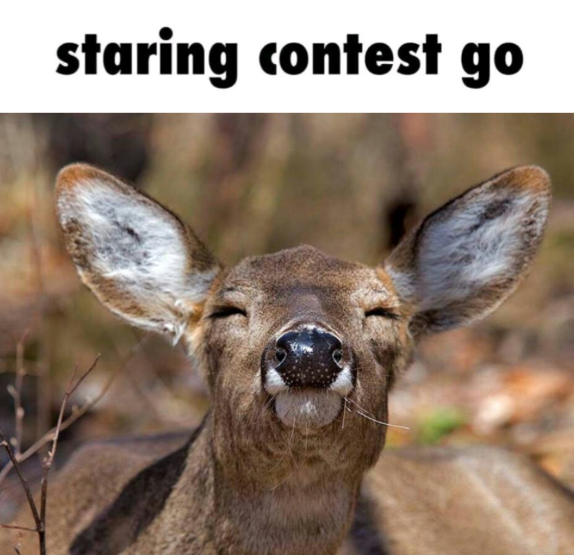 transgendeer (@ciervatonta) on Twitter photo 