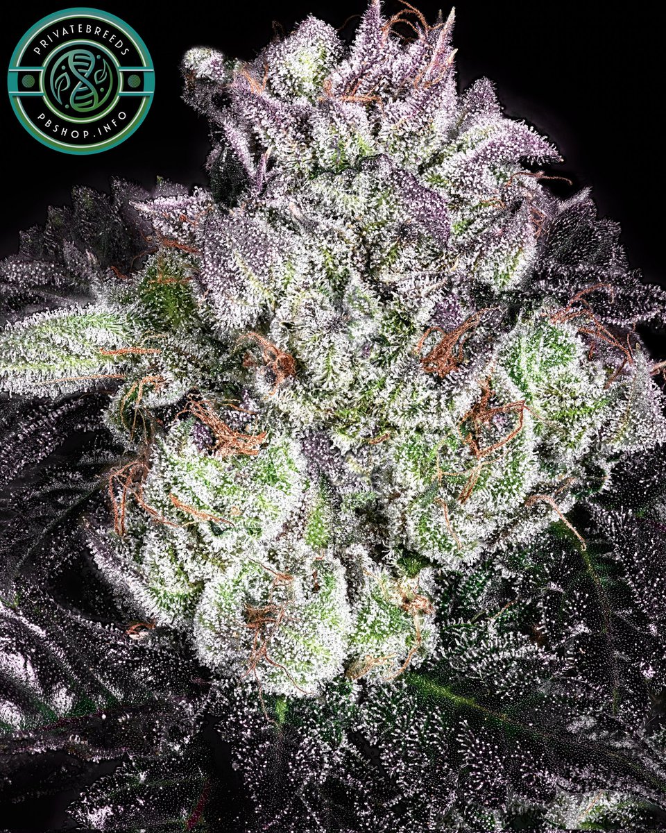 Privatebreeds's tweet image. Here's my Rootbeer Freeze pheno that is the mom of my Rootbeer Gas. Really really crazy full blown rootbeer terps on her. Heavy yields and fantastics bag appeal. Rootbeer Gas also has a ton of rootbeer but with more gas / less sweetness in the mix.
Credits to @JacksonZen40219…