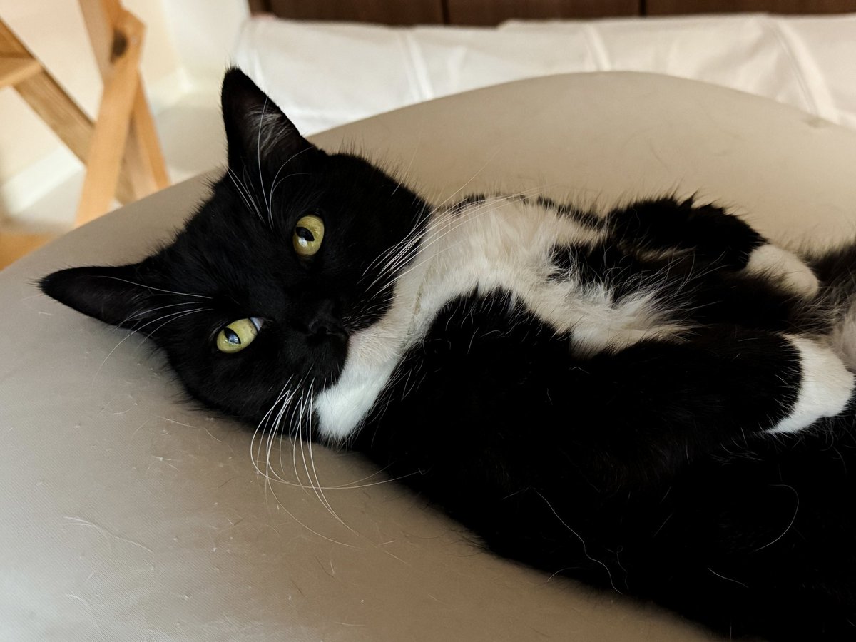 unicouniuni3's tweet image. Unemployed cat: “Looks even hotter out there today…”