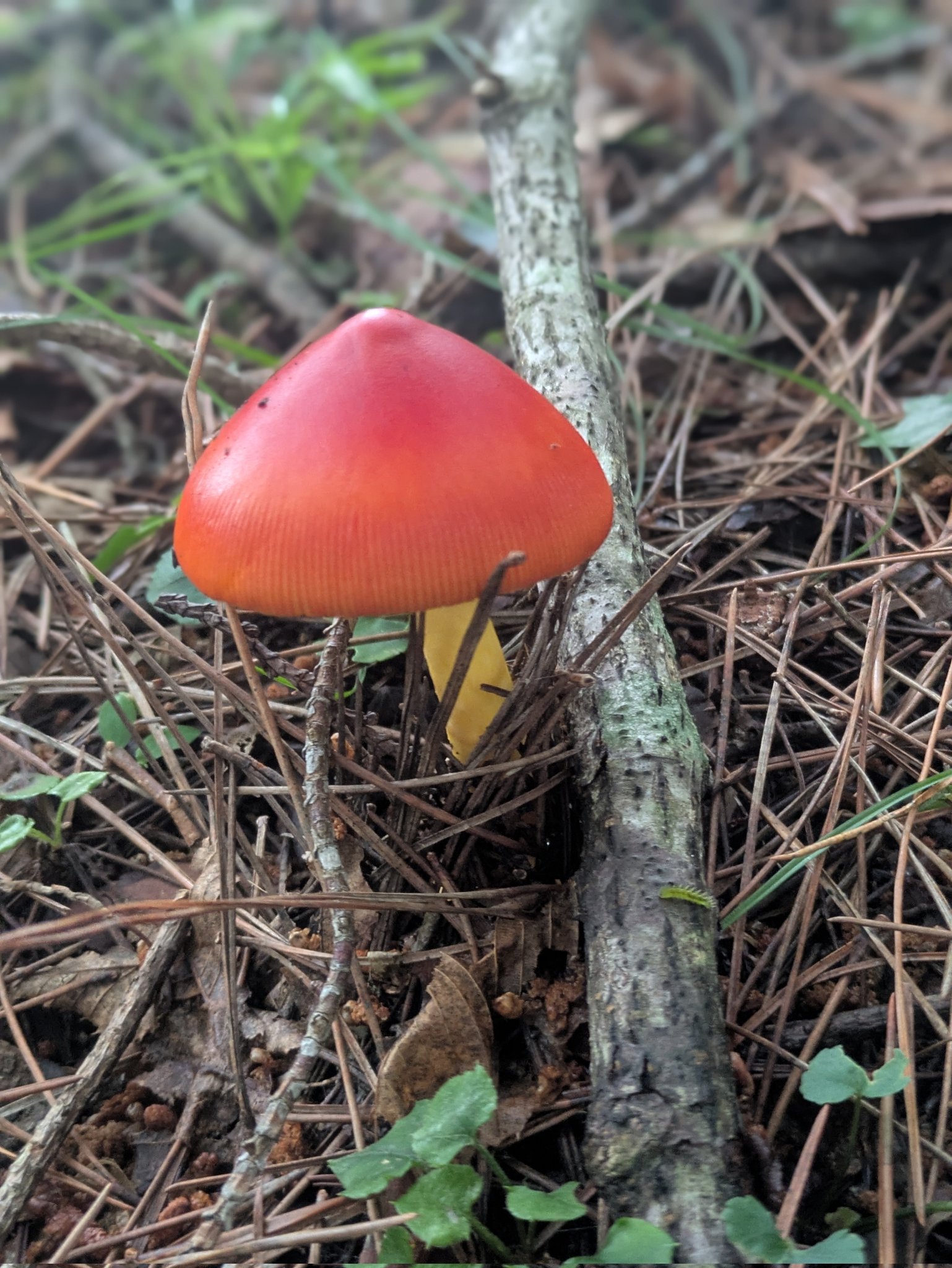 キノコ♡ 青森県産天然キノコ 開き - メルカリ