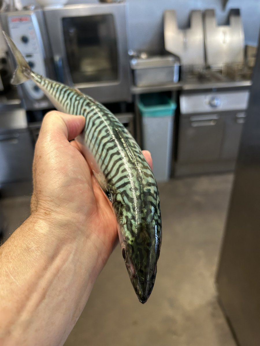 Lyme Bay mackerel today ..in abundance, delivered from a regular customer who had been out fishing …so lucky to have so much amazing produce on our doorstep &amp; so much generosity 🐟🎣 🙏🏻