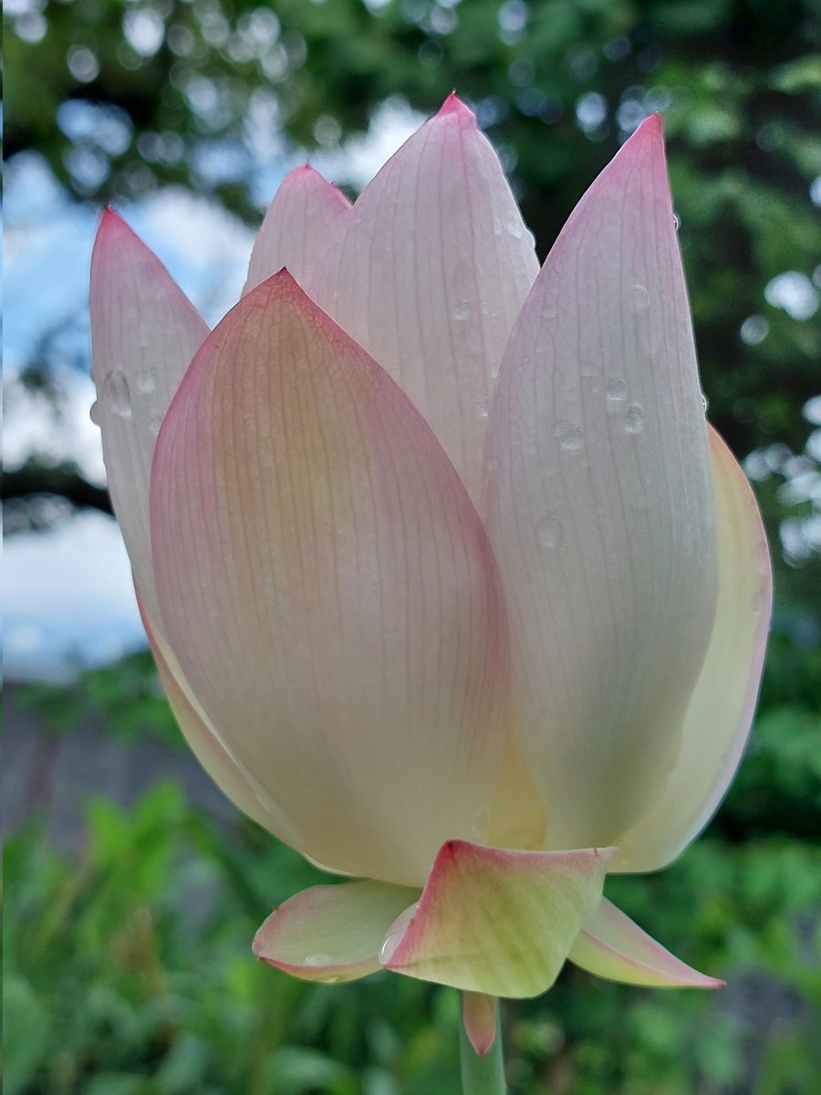 dHuHBSNDDW6QiBo's tweet image. 7/17(木)🌧️おはようございます
🍀皆さま🍀
ご訪問有難うございます🥰
癒しを求めて‥‥てくてく
今年もお約束通り咲いてました🪷
蓮の花
花言葉♡清らかな心
神聖 休養 他
忙しい時ほど
自分時間を大切に(^.^)*゜
本日も宜しくお願い致します💞😊🍀
#お花大好き