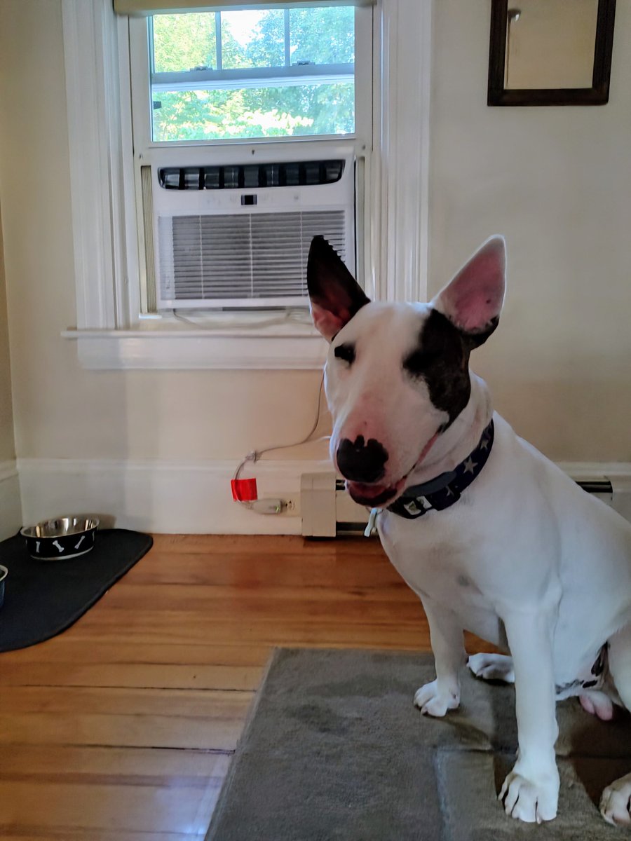 rexthetvterrier's tweet image. Today's #SpikesSpots is right here, next to the air conditioner. Also conveniently located next to my water dish. It's 91° with 90% humidity, so I'm not moving
#Spike #Wednesdayvibe #PuppyLove #dogs