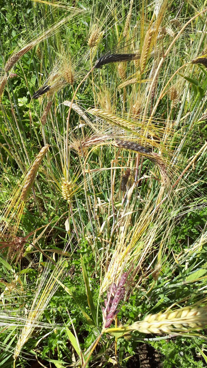 Naked barley from #OSU agriculture project. Interesting seed head diversity. 
#farming