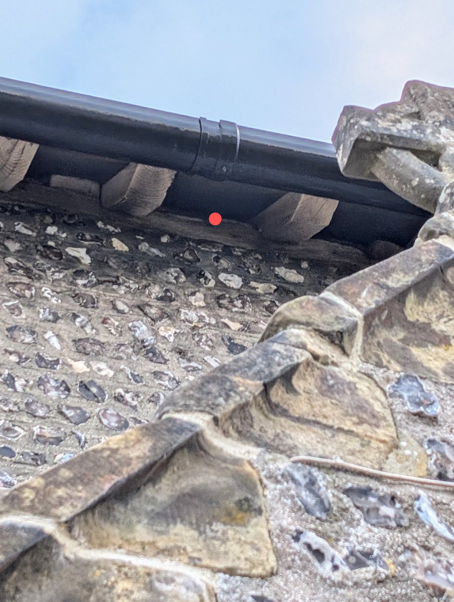 At St. Anne's Church, one #Swift flew close past us with a loud "whoosh"  to enter nest 1 as fast as an arrow! 
After a bit of a lull we saw and heard up to twenty Swifts screaming low over the junction of Western Road and Spital Road, #Lewes, before entries to nests 1, 2 and 3.