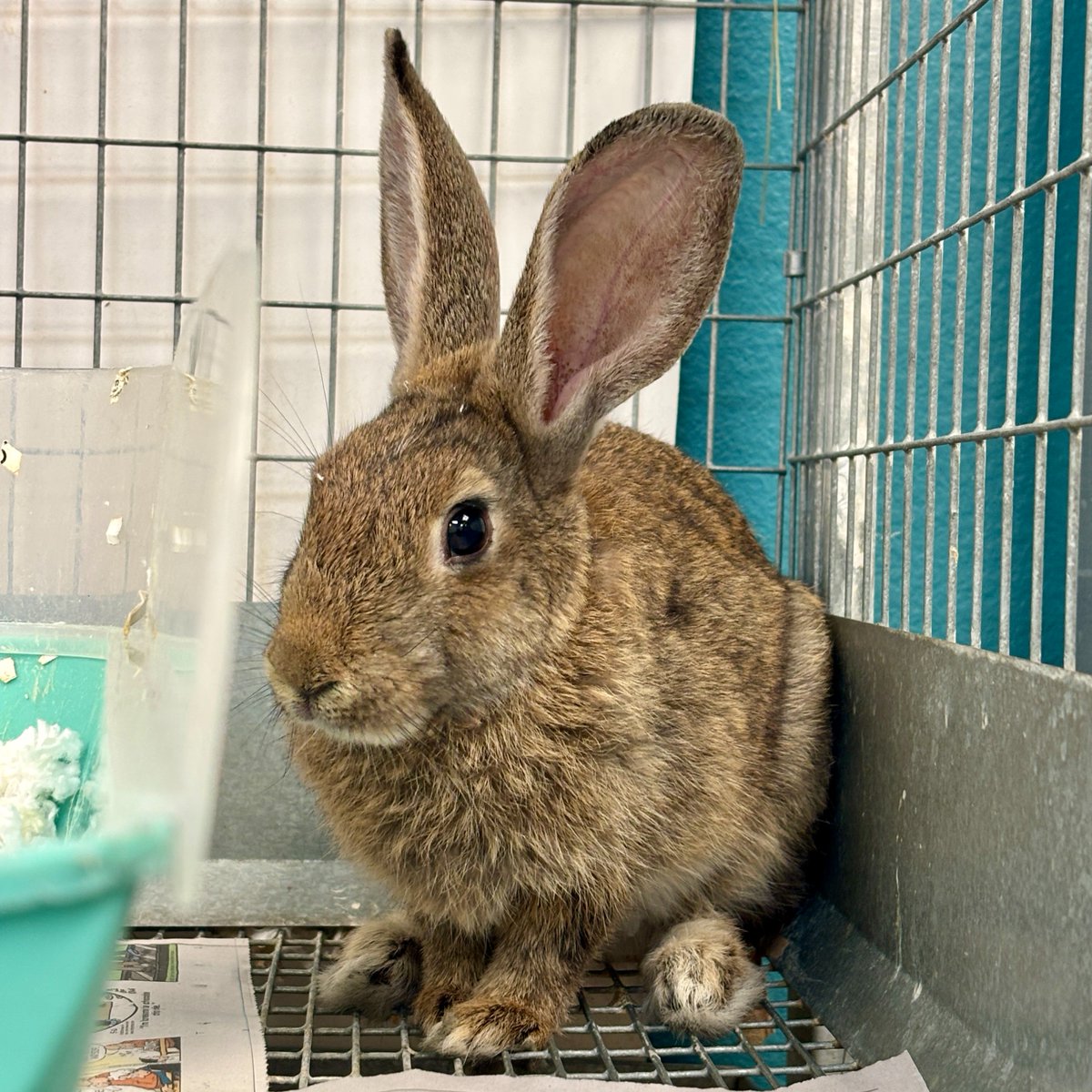 animalfndlv's tweet image. We have 21 rabbits available for adoption! 🐰
These social small mammals poop in a box. Just like cats!
They are great for small spaces. No need a gigantic yard, just a safe, bunny-proofed area to explore.
Browse our adoptable bunnies here: bit.ly/42Ycls9