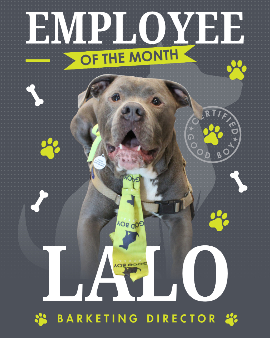 GoodBoy_Vodka's tweet image. When I took over the Good Boy social media, I was just a pup with a dream (and a tie). A few posts, some product testing, and a LOT of good boy energy later… they made me Employee of the Month.🐾
I’m still available for adoption at the Hinsdale Humane Society!
#AdoptLalo