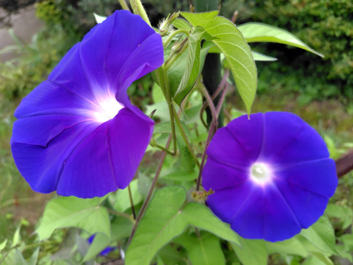 rabbit_fake1208's tweet image. #TLを花でいっぱいにしよう

夏と言えば「朝顔」ですよね。
赤いのも欲しかったなぁ。
(*´ω｀*)