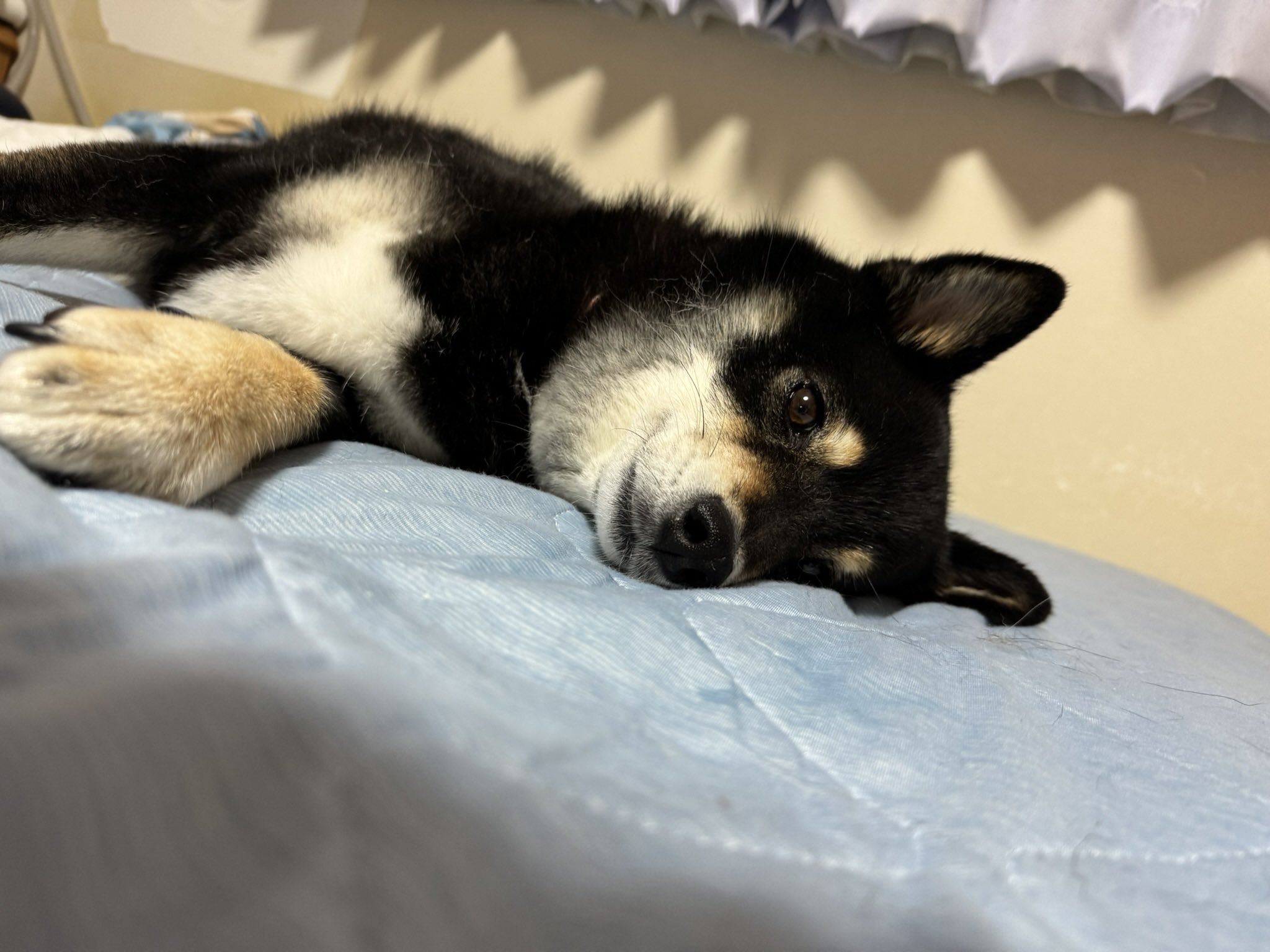 🐈‍⬛櫻🐕‍🦺🐾 on X: 