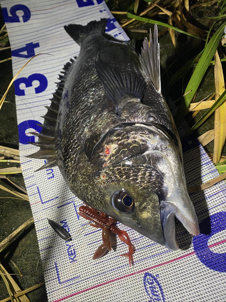 azides_bb's tweet photo. 昨日は満潮直前の短時間チニング🎣
ドライブクローをズル引きで牡蠣瀬を乗り越えてからの止めで2枚🤣

#ドライブクロー
#OSP
#チニング
#フリーリグ https://t.co/gfF9nvjRhc