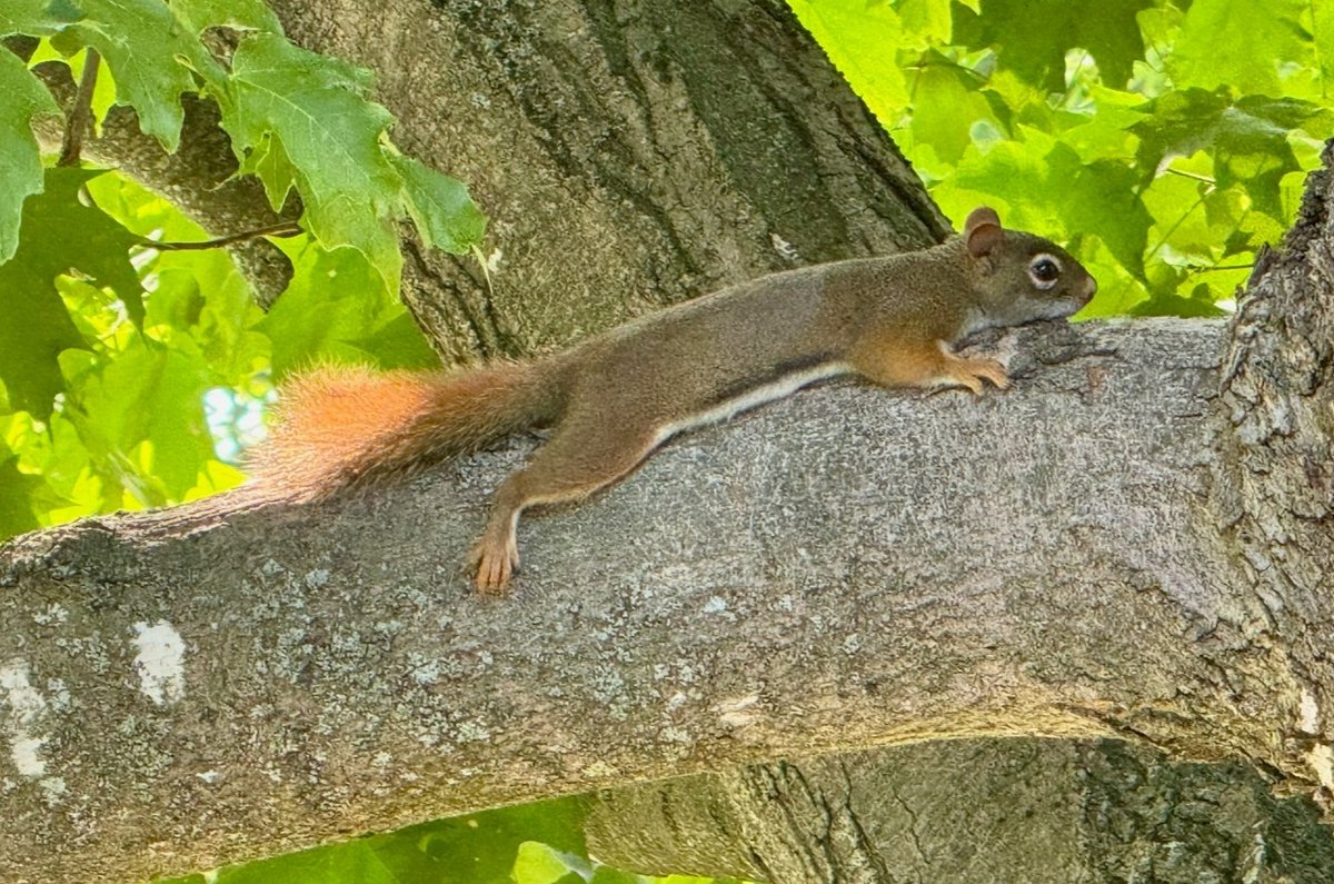 A bit of a scorcher in Eastern Ontario today. Even the squirrels have gone full stretch mode in the shade and calling it a day!
