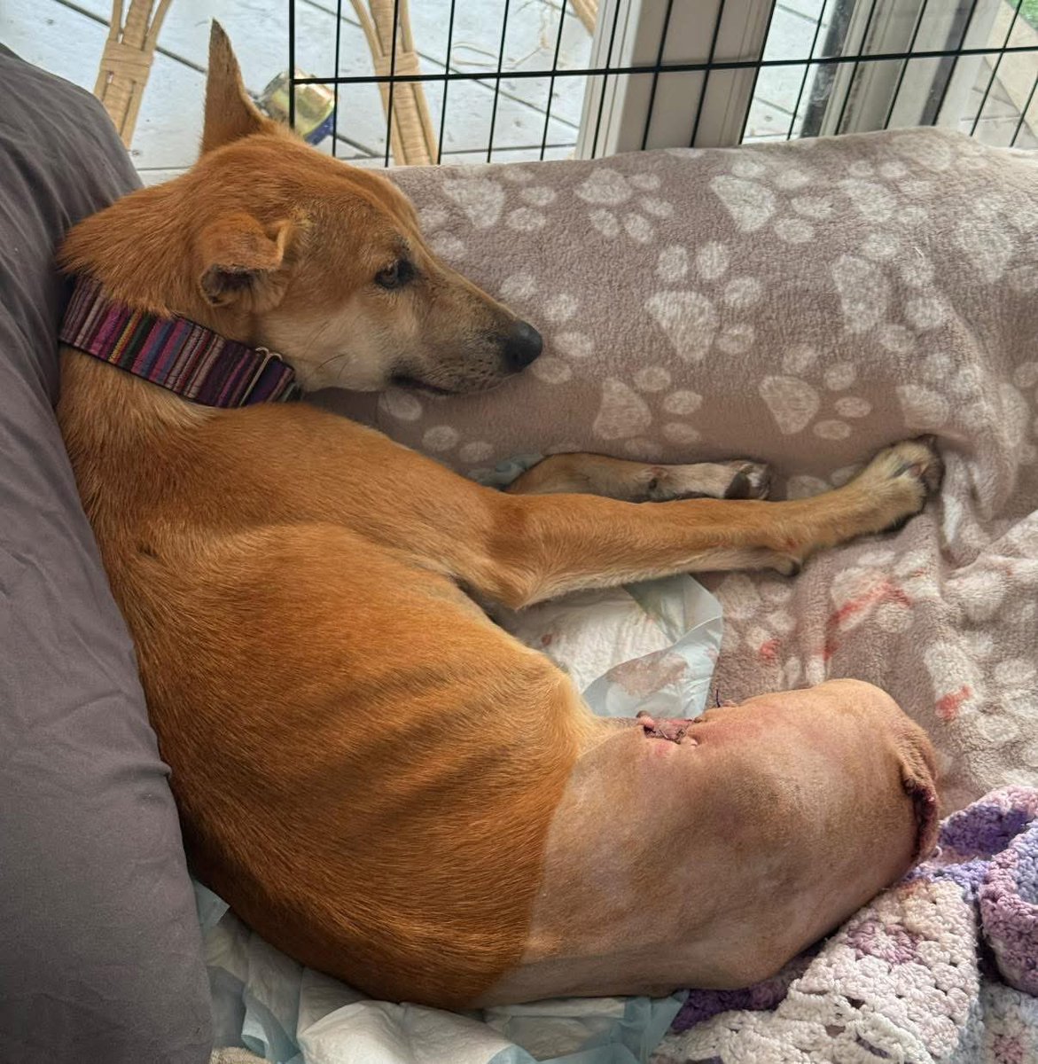 Nellie is home ❤️ she’s eaten, drank and is bright and well. We can learn so much from these dogs . #florisfriendsrescue #AdoptDontShop #rescuedogs #wheelchairdog