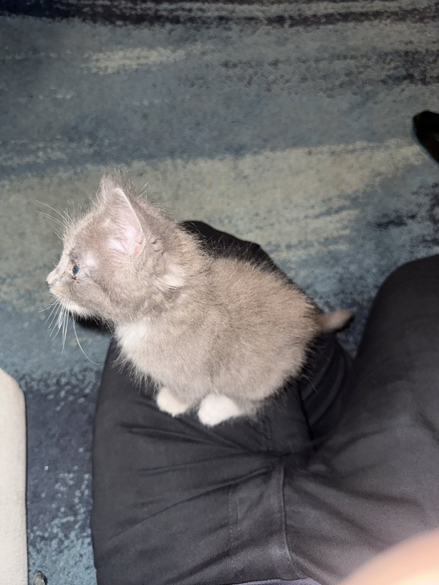 New king of the house