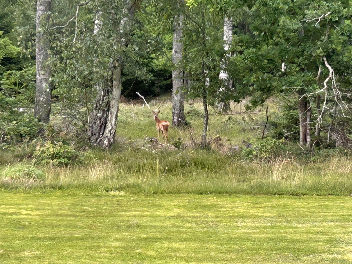 Finbesök på skjutbanan idag.