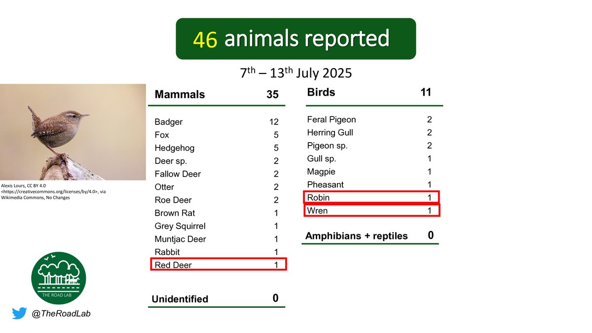 The weekly #roadkillreport is out! 46 animals were reported this week, with 3 very unusual spots. Badger incidents were the most commonly reported this week. Report any seen roadkill through our app on iOS (buff.ly/3Yktj50) or Android (buff.ly/3YjeDn3).