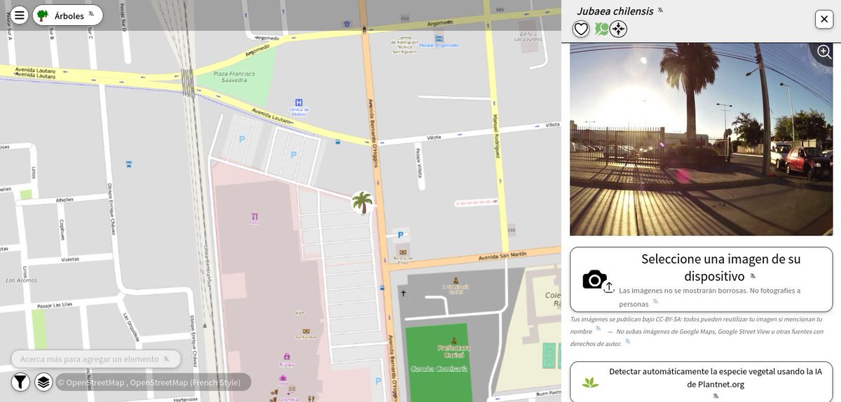 openmapchile's tweet image. 🌴🇨🇱📌📸🗺️ #Jubaea chilensis en #Curicó, ubicada en el estacionamiento de centro comercial. Mapeada en #OpenStreetMap, registro n° 4123 para Chile. Gracias a J E Flores Mataquito por el dato y geolocalización. Visor #MapComplete y foto Mapillary #map #tree openstreetmap.org/node/130052149…