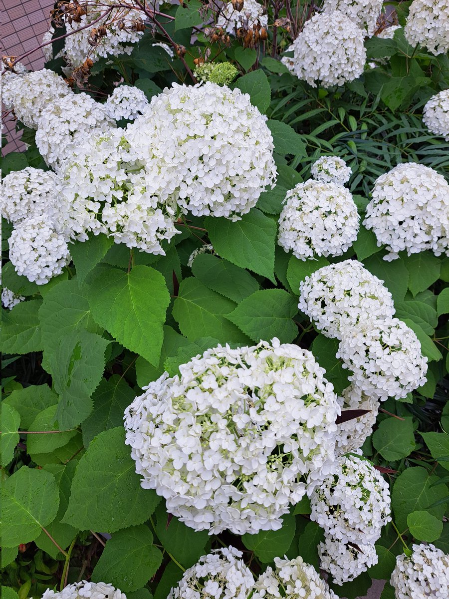 花壇の花です。