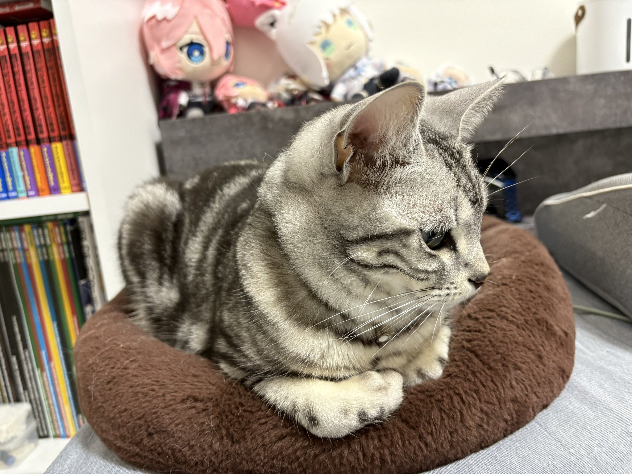 ⚫︎ねこちゃん⚫︎ オンノヅキ🐱🐱 on X: 