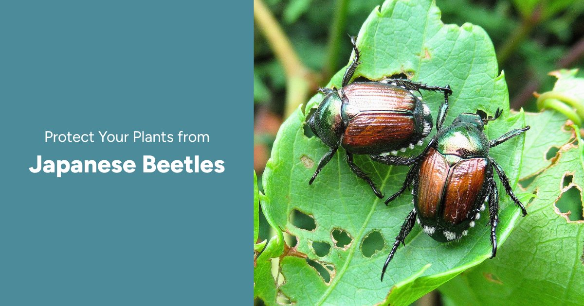 LEAF (@leaf) on Twitter photo 🪲 Japanese beetles are back and hungry! These invasive pests can quickly damage trees, shrubs and garden plants. Spot them early and learn effective ways to protect your plants this summer before it’s too late.
🌿 Learn how to defend your greenery now: yourleaf.org/node/2736 🪲 Japanese beetles are back and hungry! These invasive pests can quickly damage trees, shrubs and garden plants. Spot them early and learn effective ways to protect your plants this summer before it’s too late.
🌿 Learn how to defend your greenery now: yourleaf.org/node/2736