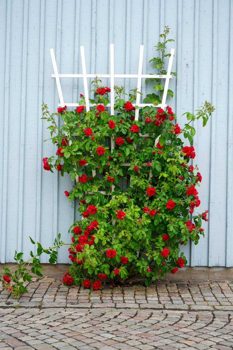 DreamyHomeStyle's tweet image. Choosing the right garden trellis? Consider rustproof, height, and match the style to your garden vibe!

dreamyhomestyles.store

#GardenTrellisTips #OutdoorGarden #RustproofDesign #ClimbingPlants #TrellisSupport #BackyardGoals #MetalTrellis #GardenIdeas #VerticalGardening