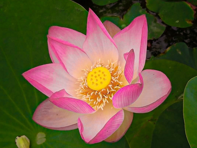 綺麗な花 7/17