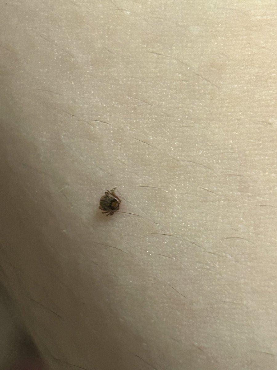 べえた(昆虫専用) tweet media