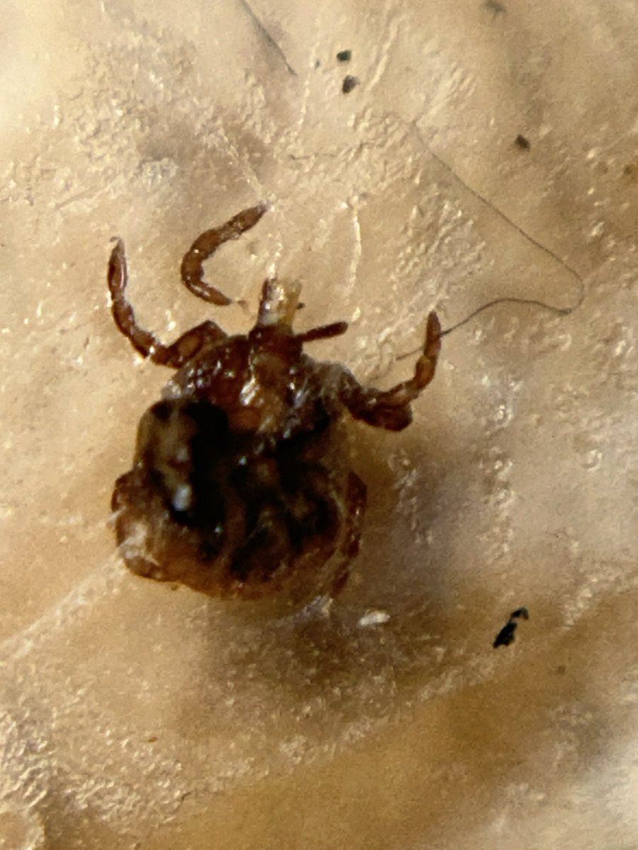 べえた(昆虫専用) tweet media