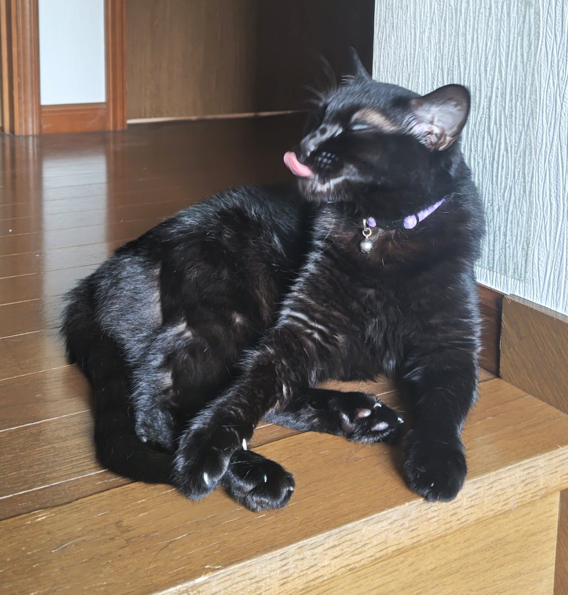 黒猫@タカシ on X: 