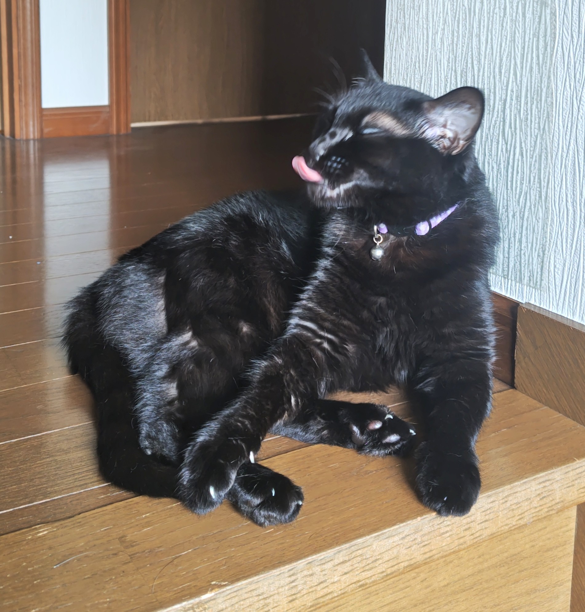 ジョン　ホワイト　キューピー黒猫かぶり Amazon.co.jp: 1/6 サイズ 黒猫 白猫 可愛い 猫 動物 リアル