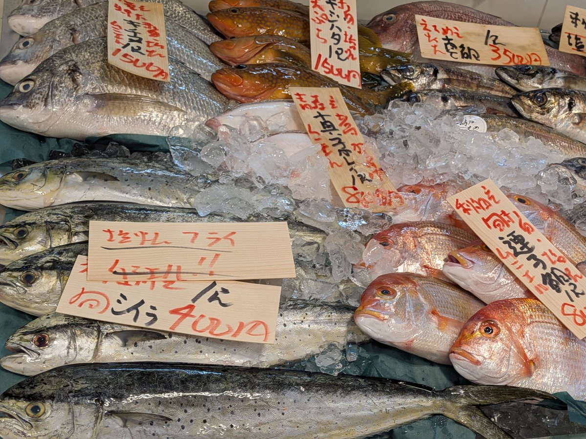 uokeioarai's tweet image. おはようございます、魚結です✨
今日のおすすめは、石川産釣キジハタ(約25cm)一尾1500円‼️
お刺身、塩焼き、唐揚げ等で大変美味しい旬のお魚です🐟
(お電話でのご注文承っております。)
よろしくお願い致します🙇
#キジハタ #魚好きと繋がりたい #大洗
