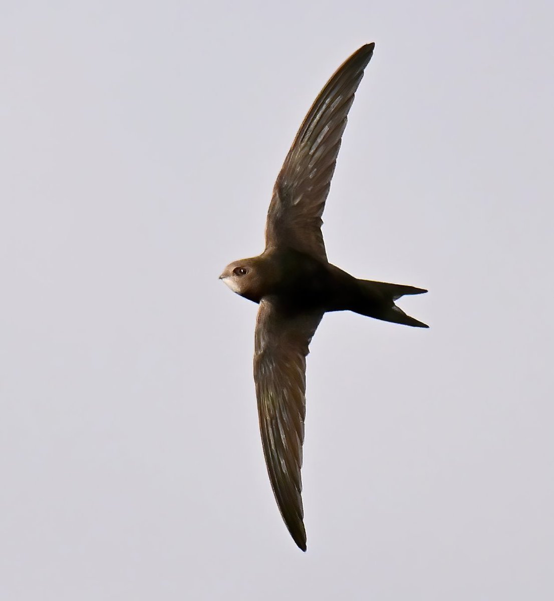 Just a passing Swift. 😊🐦