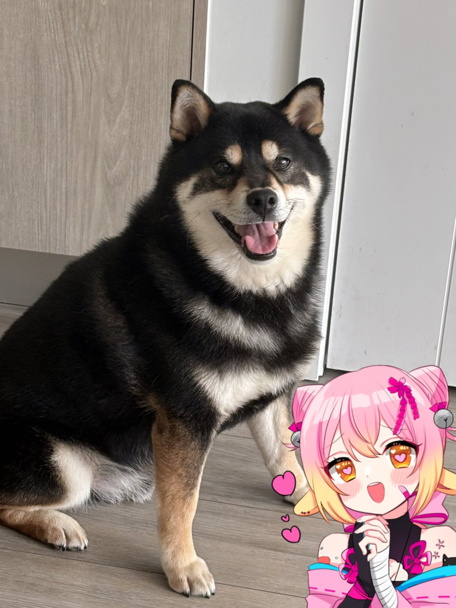 KumomoVT's tweet image. AGHHH EVERYDAY I WAKE UP I SEE MY ADORABLE DOG AND I FEEL LIKE THE MOST BLESSED PERSON IN THE WORLD🙏🙏
I LOVE YOU MOCA💕💕AHSGDHWJDNWBDUAIFKWNGUISOFJSHFISJDHEHIDDJHE