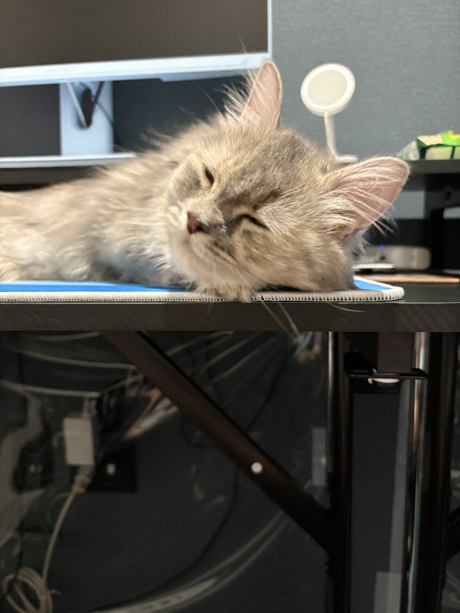 #サイベリアン
#猫のいる暮らし𓏲𓎨