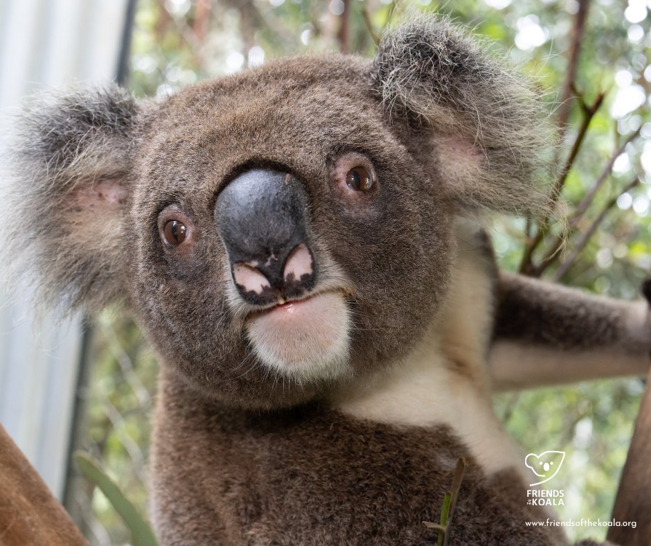 Friends_Koala's tweet image. π¦ΈββοΈ Clark Kent was admitted in May with bilateral chlamydial conjunctivitis & mild anaemia.
Now on antibiotics & eye meds - and doing well so far! ποΈπ
Weβre rooting for you, superhero! π
#koalahospital #NSW #KoalaCare #NorthernRivers