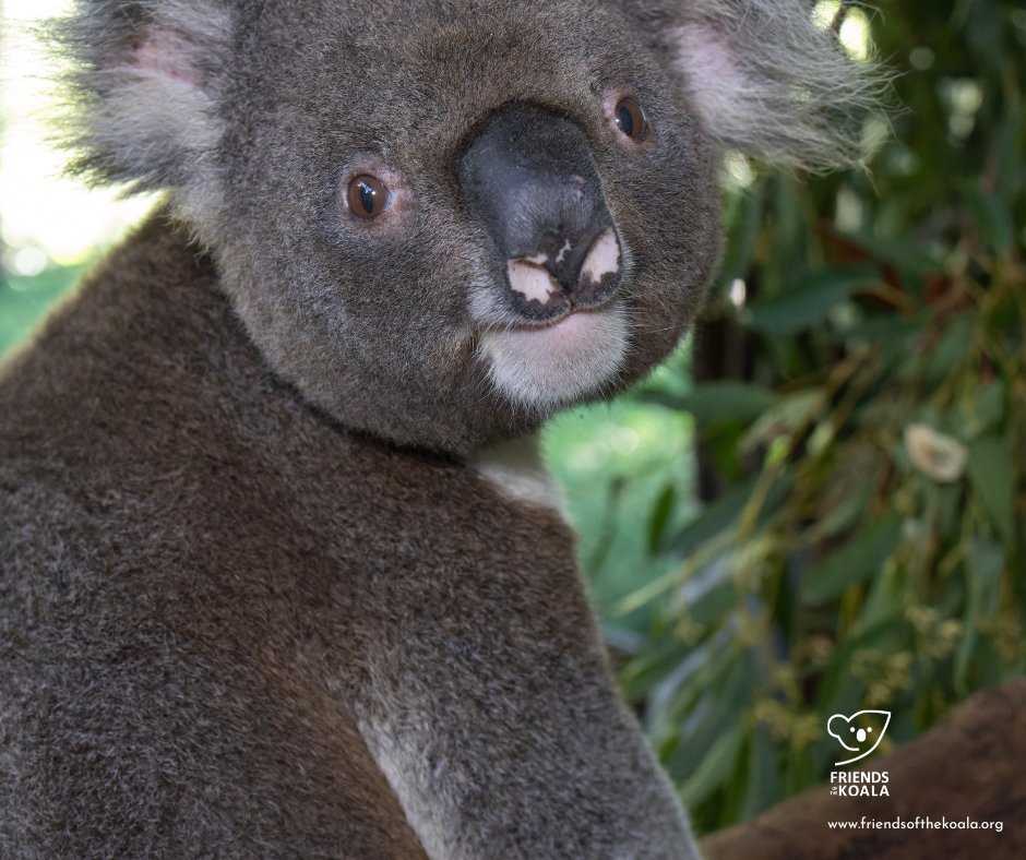 Friends_Koala's tweet image. π¦ΈββοΈ Clark Kent was admitted in May with bilateral chlamydial conjunctivitis & mild anaemia.
Now on antibiotics & eye meds - and doing well so far! ποΈπ
Weβre rooting for you, superhero! π
#koalahospital #NSW #KoalaCare #NorthernRivers