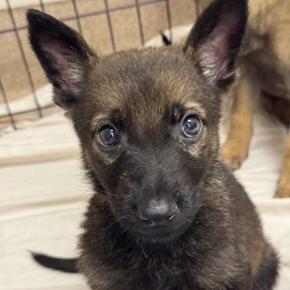 Choo Choo! Pull up to our Adoption Center and meet Station (2mo)! He's a sweet, reserved little boy, but he's curious to know more. Who's ready to show him that the world is his oyster? #AdoptDontShop 🐾 sfspca.org/sfspca-adoptio…