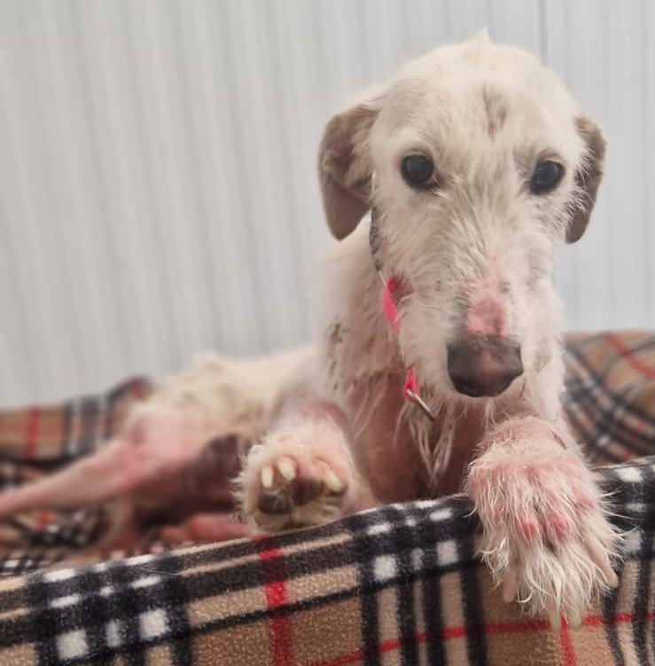 GalwaySPCA's tweet image. Driven to the depths of a bog, thrown out & left to die, emaciated &ravaged by painful mange.
This is the fifth rescue this week & it's only Wednesday.
Please watch Quinlans video & remember he's better than the human who did this.
youtube.com/shorts/yJEpn8Z…
gspca.ie/blogs/news/qui…