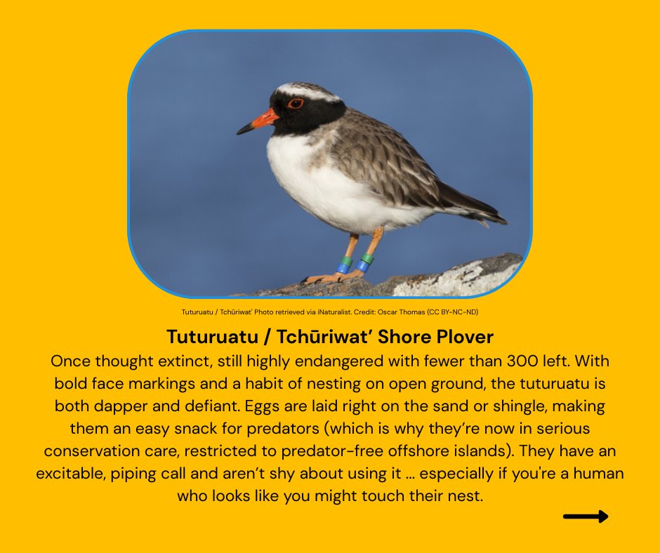 Forest_and_Bird's tweet image. Everyone loves a good underbird story. For Bird of the Year 2025, our 20th year of feathered festivities, let’s champion the quiet achievers, the oddballs, and the unsung heroes. It’s time to ruffle some feathers and rewrite the pecking order.
🐦 How about the sharply-dressed…