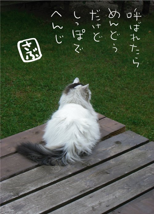 tamakiti3's tweet photo. 猫短歌♬
#空猫組 #保護猫 #ずっとニャかよし    
#loveyouanyway_ #それでも好き #いつまでも忘れない https://t.co/v9jdPToG15