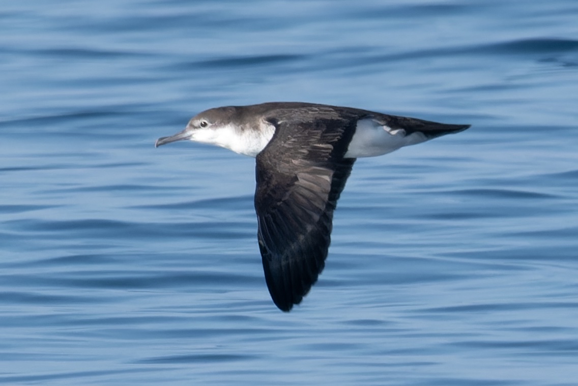 OmanBirding's tweet photo. There are currently 100's of seabirds passing the Dhofar coastline right now & many are Persian Shearwaters (see photos). But what else is out there? We are leading a 10 day seawatching tour there soon & hoping to find some rare birds!
#Oman #birding #seabirds #seawatching https://t.co/g3lgzGcxLc