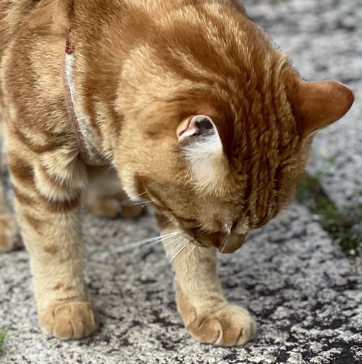 雨の香りがするにゃん🐾☔️🌿　　by🐯